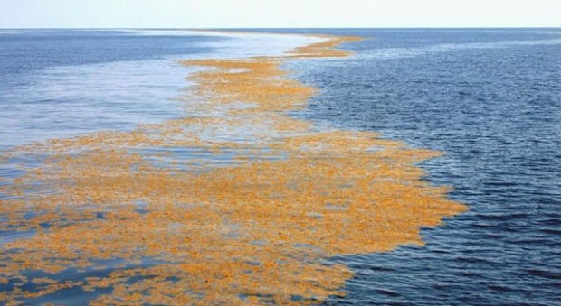 alghe mar dei Sargassi