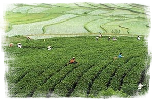 contadini cinesi
