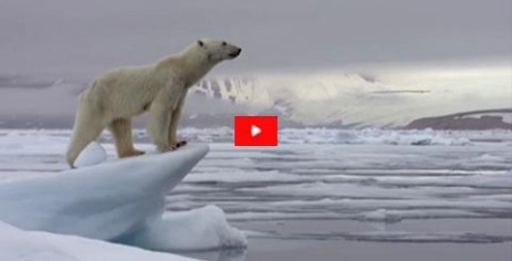 La dura vita di orsi e volpi nell'Artide
